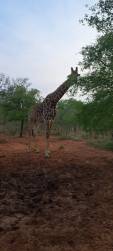 Shiduli Game Lodge Review: A Personal Safari Experience in Karongwe Private Game Reserve