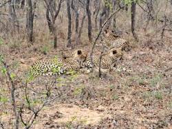 Shiduli Game Lodge Review: A Personal Safari Experience in Karongwe Private Game Reserve