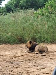 Shiduli Game Lodge Review: A Personal Safari Experience in Karongwe Private Game Reserve