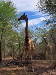Shiduli Game Lodge Review: A Personal Safari Experience in Karongwe Private Game Reserve